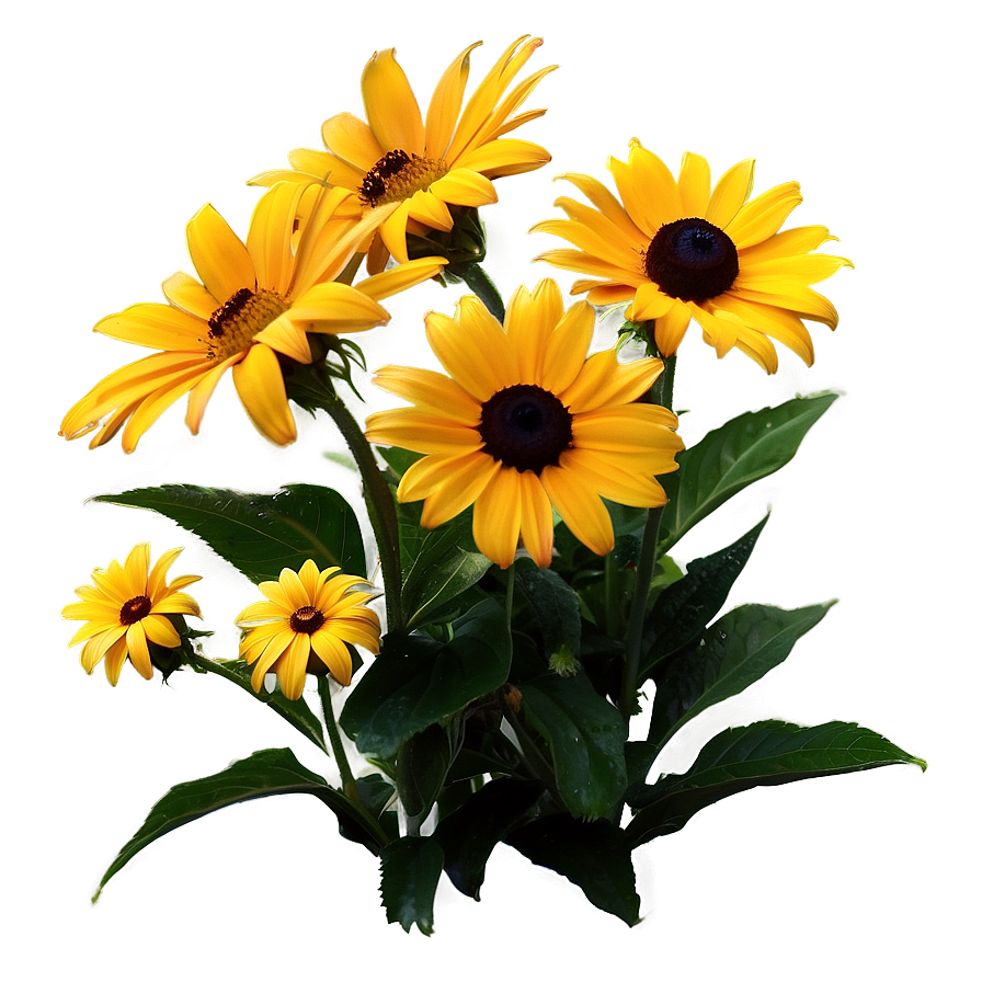 Garden Fresh Black Eyed Susan Png Bth