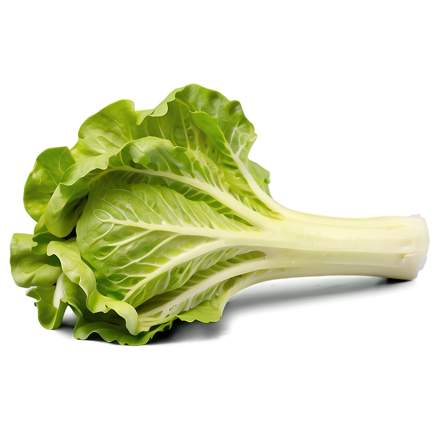 Garden Fresh Lettuce Png 17