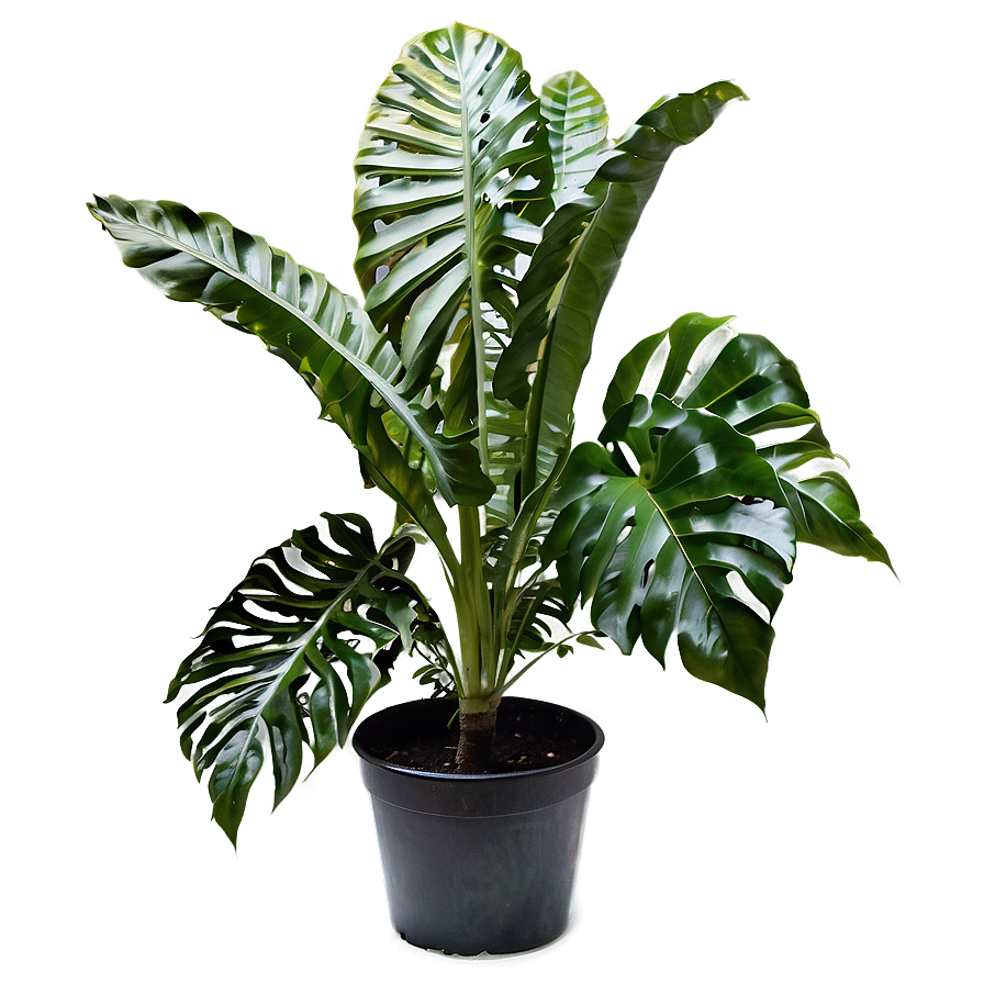 Garden Plant Png 33