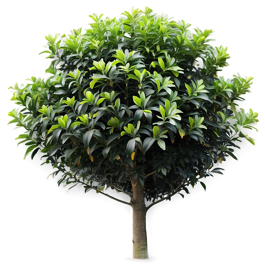 Garden Shrub Png 05252024