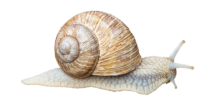 Garden Snail Black Background