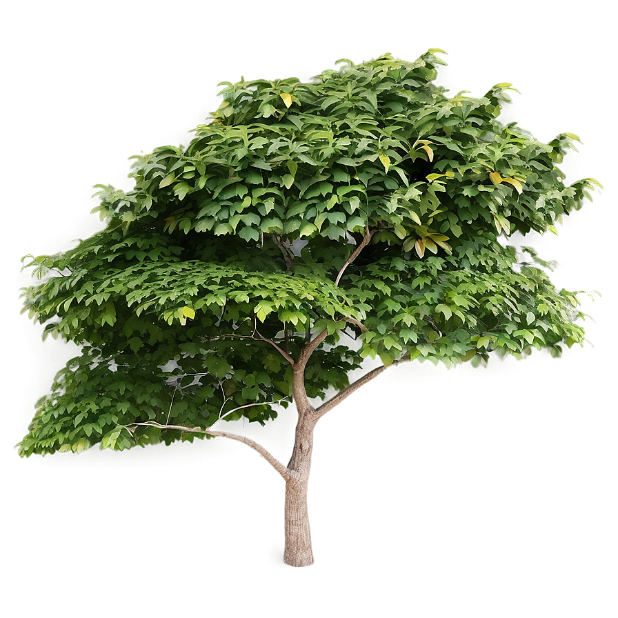 Garden Tree Top View Png Uuk