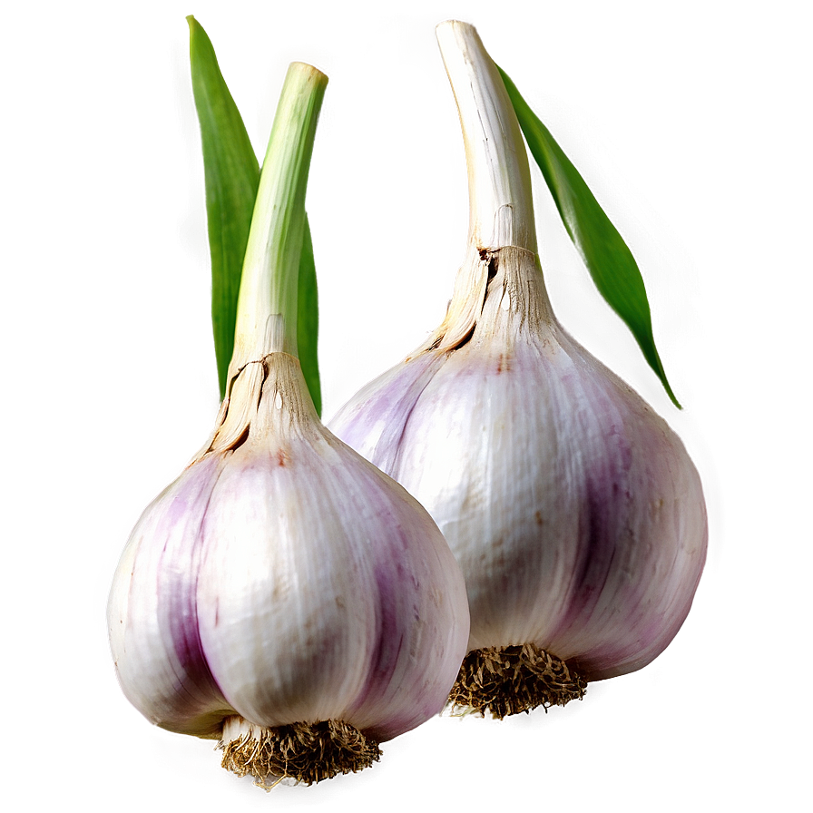 Garlic Field Png 8