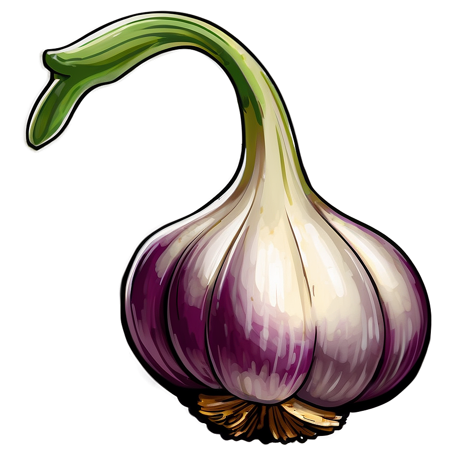 Garlic Sketch Png 05242024