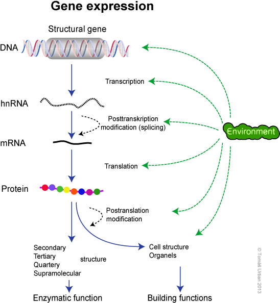 Gene_ Expression_ Process_ Diagram