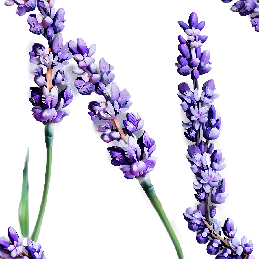 Gentle Lavender Sprig Png 25