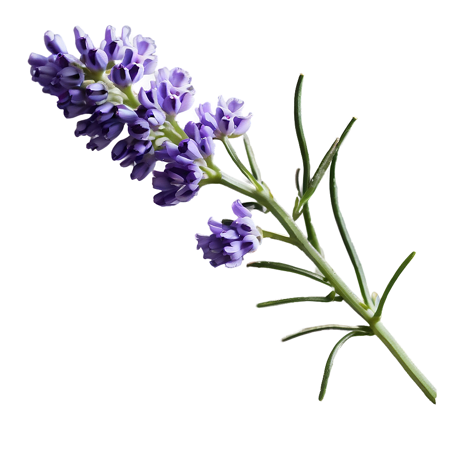 Gentle Lavender Sprig Png Kri6