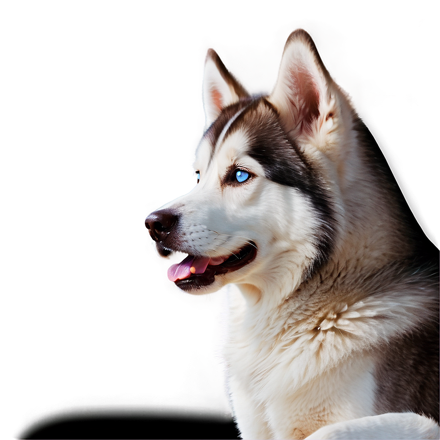 Gentle Siberian Husky Png 06252024