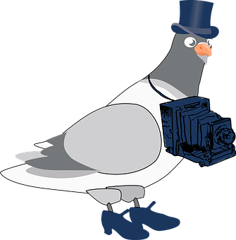 Gentleman Pigeonwith Camera