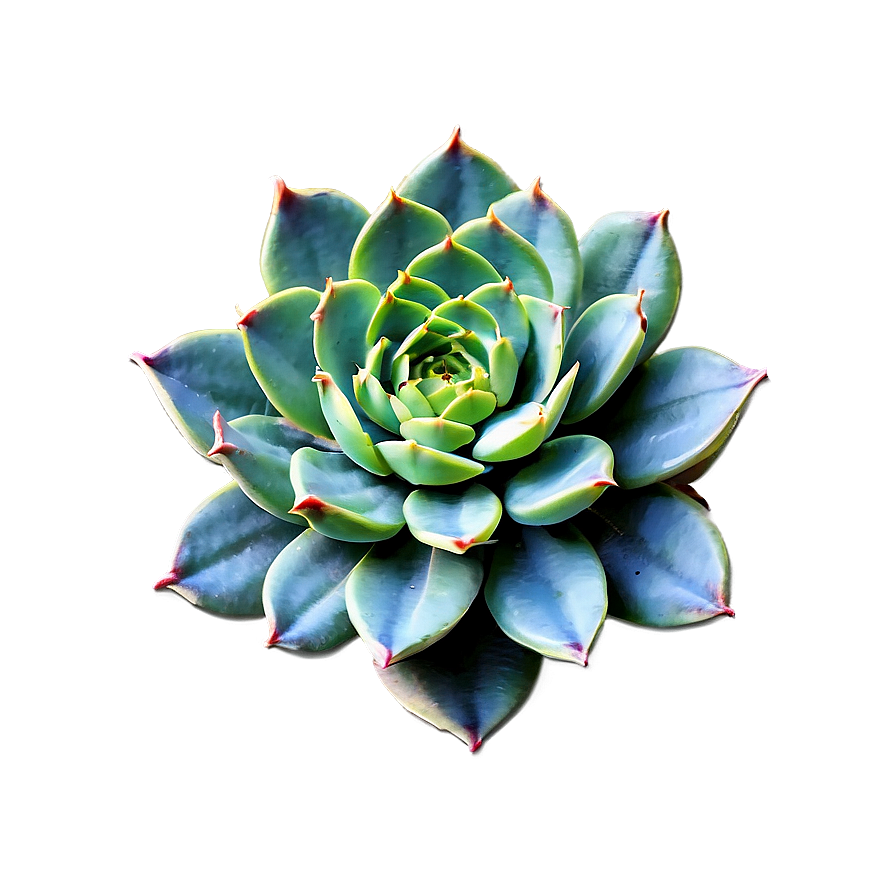 Geometric Succulent Png Mel48