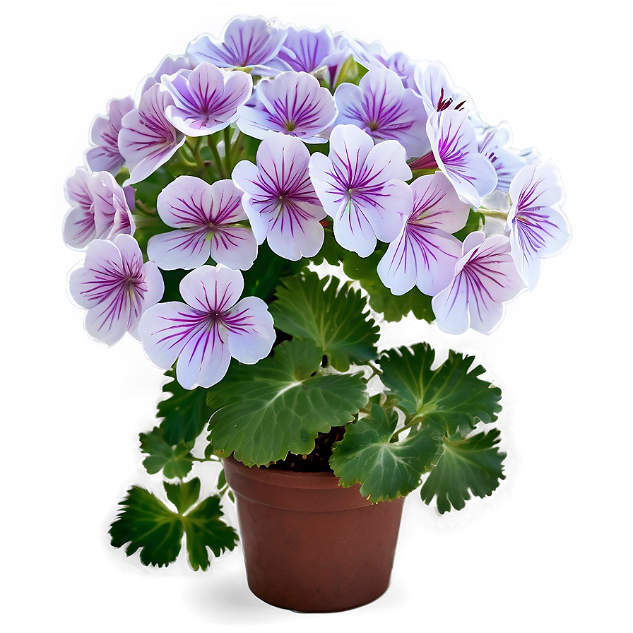 Geranium Flower Bush Png 33