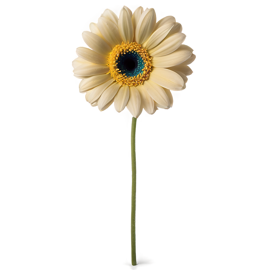 Gerbera Flower Transparent Png Wxo73