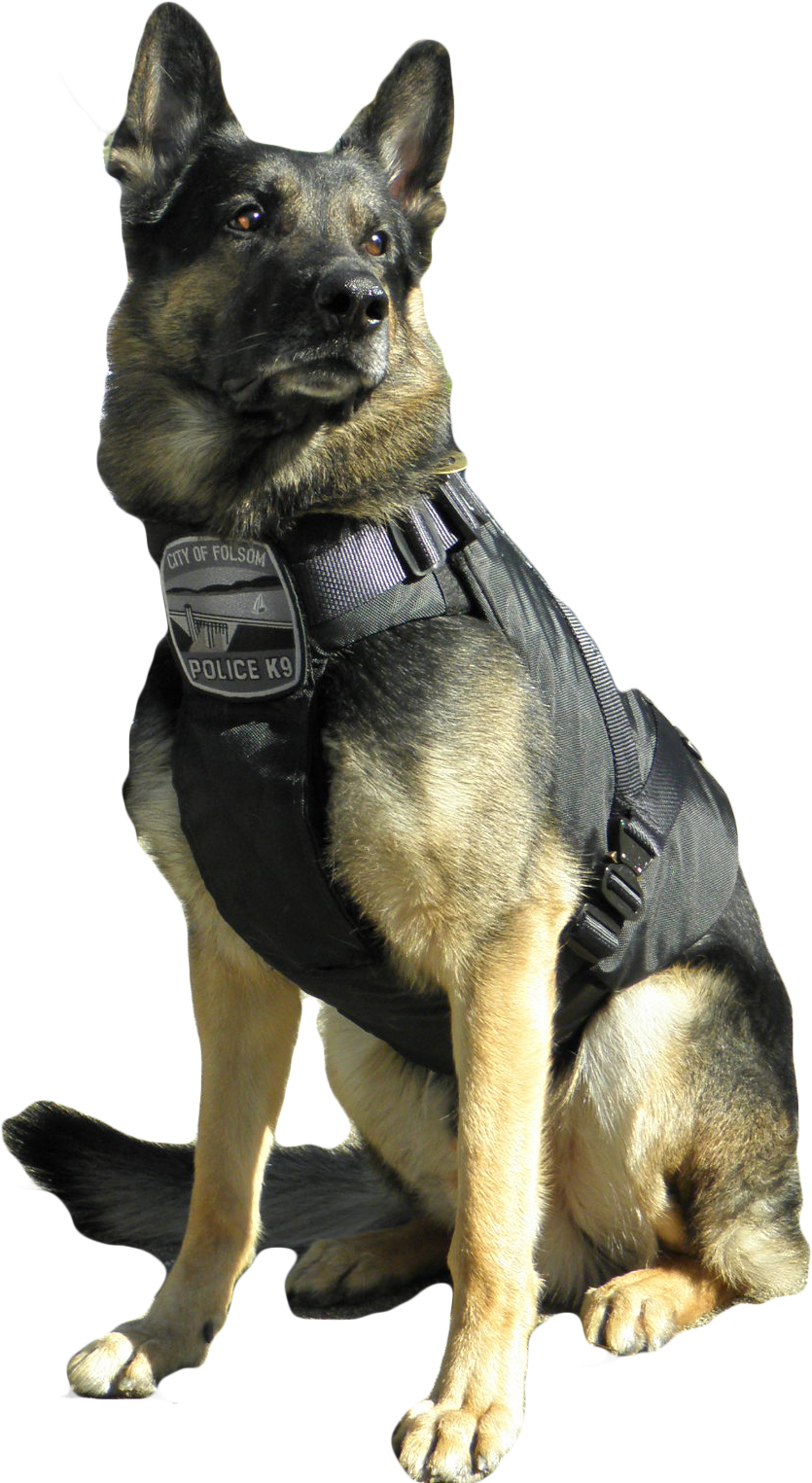 German Shepherd Police K9 Vest