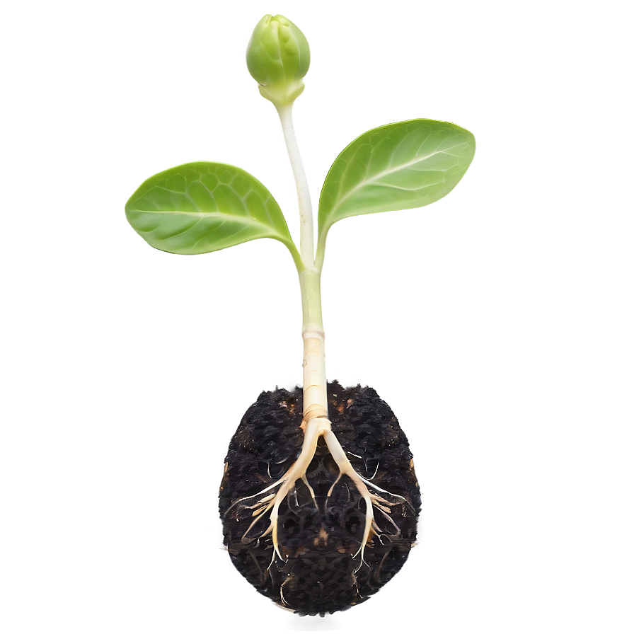 Germination Sprout Png 27