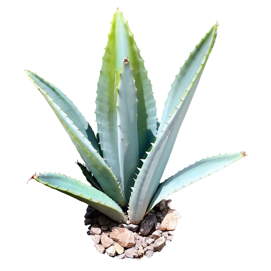 Giant Agave Plant Png Dbh3