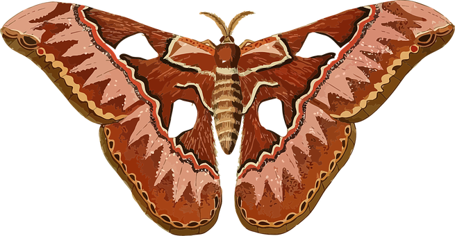 Giant Atlas Moth Illustration