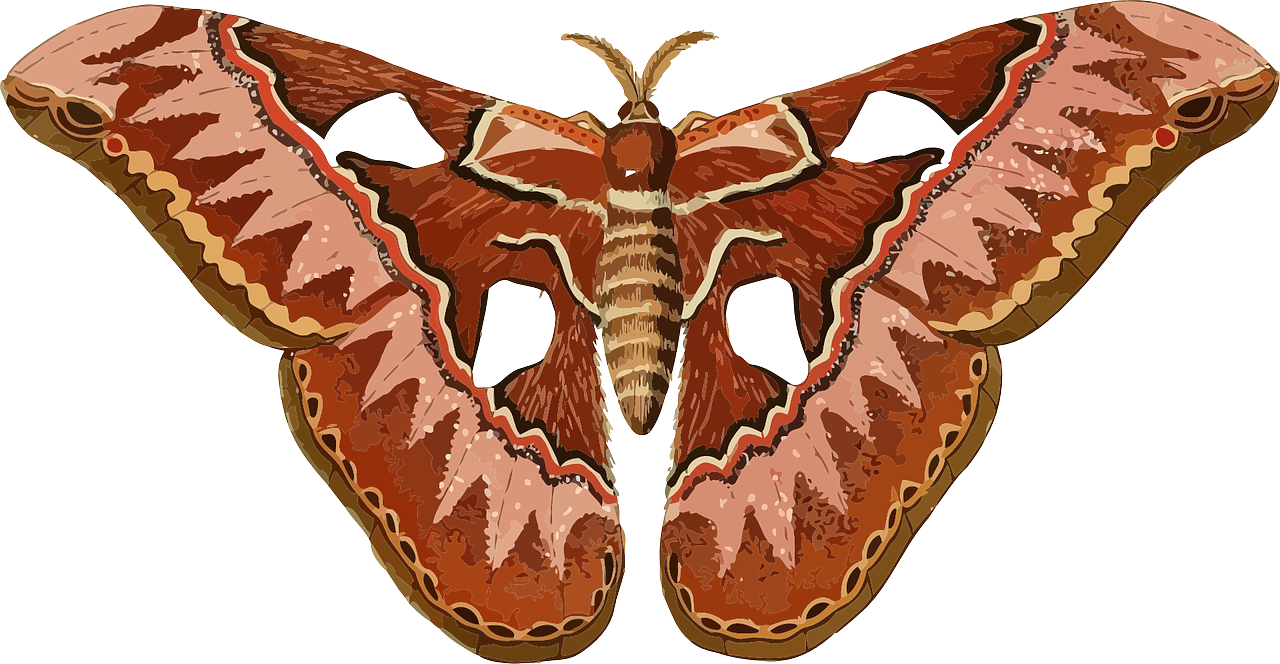 Giant_ Atlas_ Moth_ Illustration