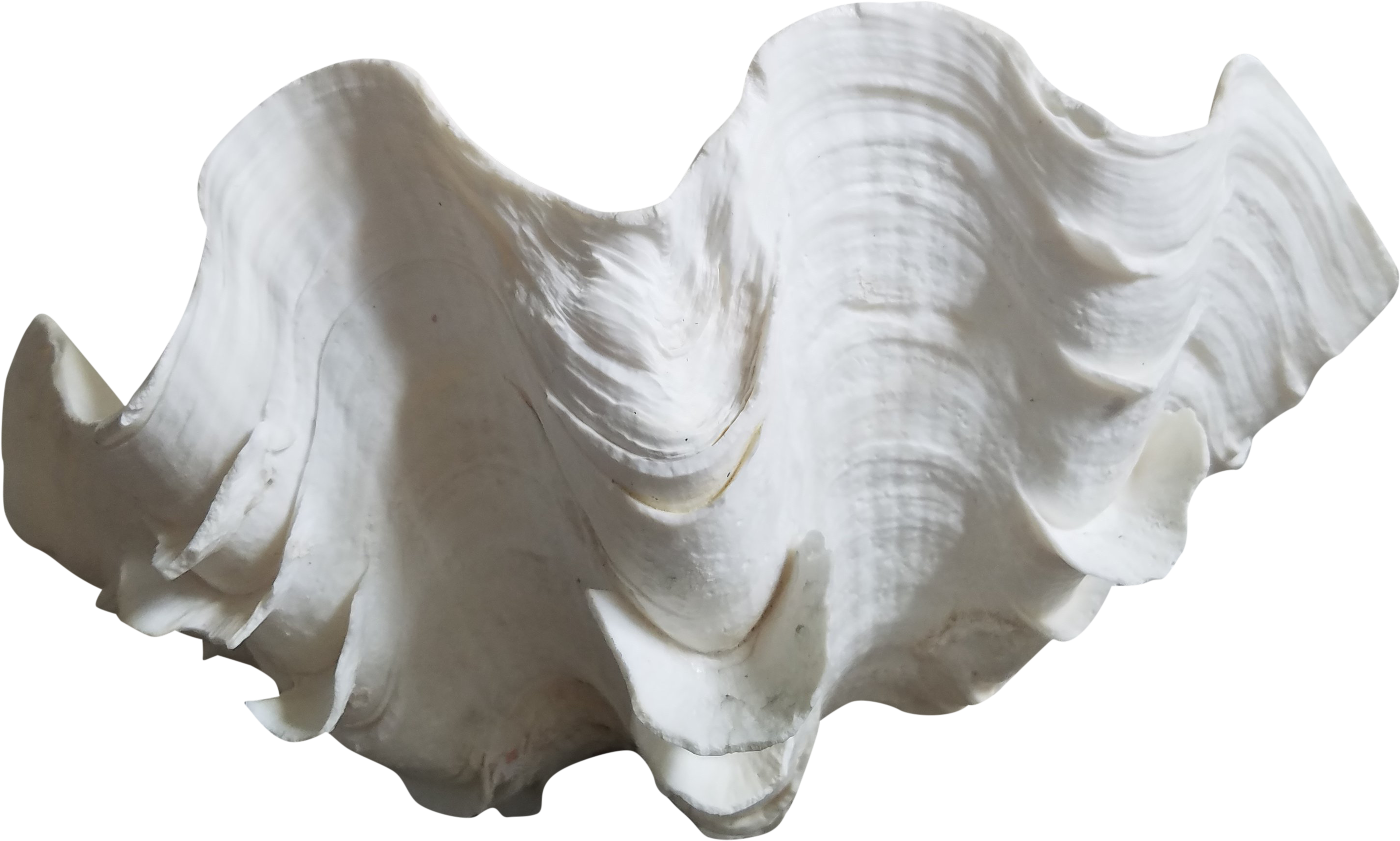 Giant Clam Shell Isolated