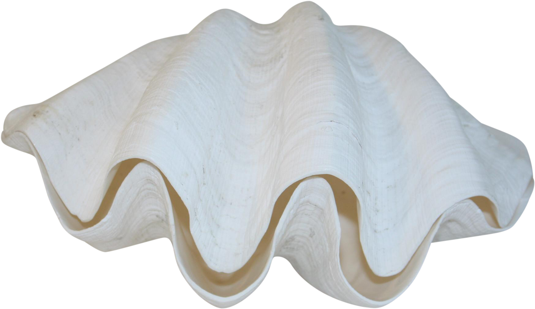 Giant Clam Shell Isolated.png