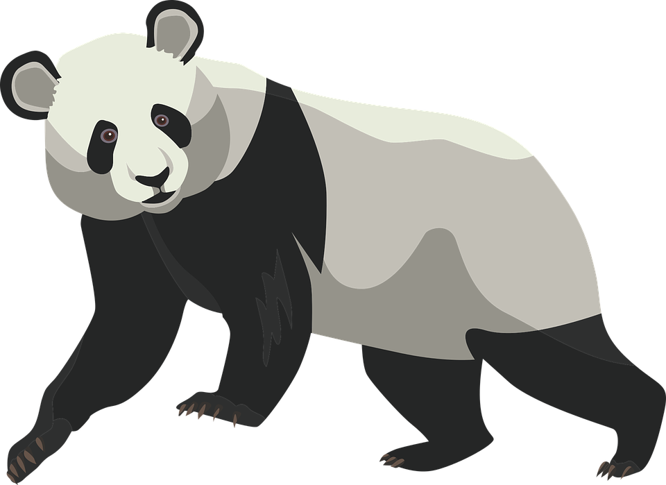 Giant Panda Illustration