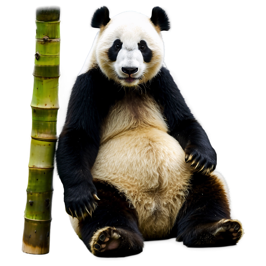 Giant Panda Photo Png 13