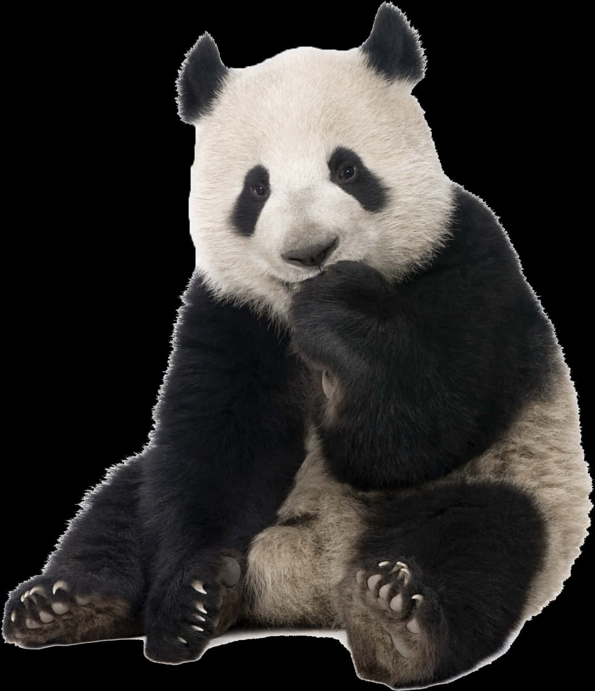 Giant Panda Sitting Portrait