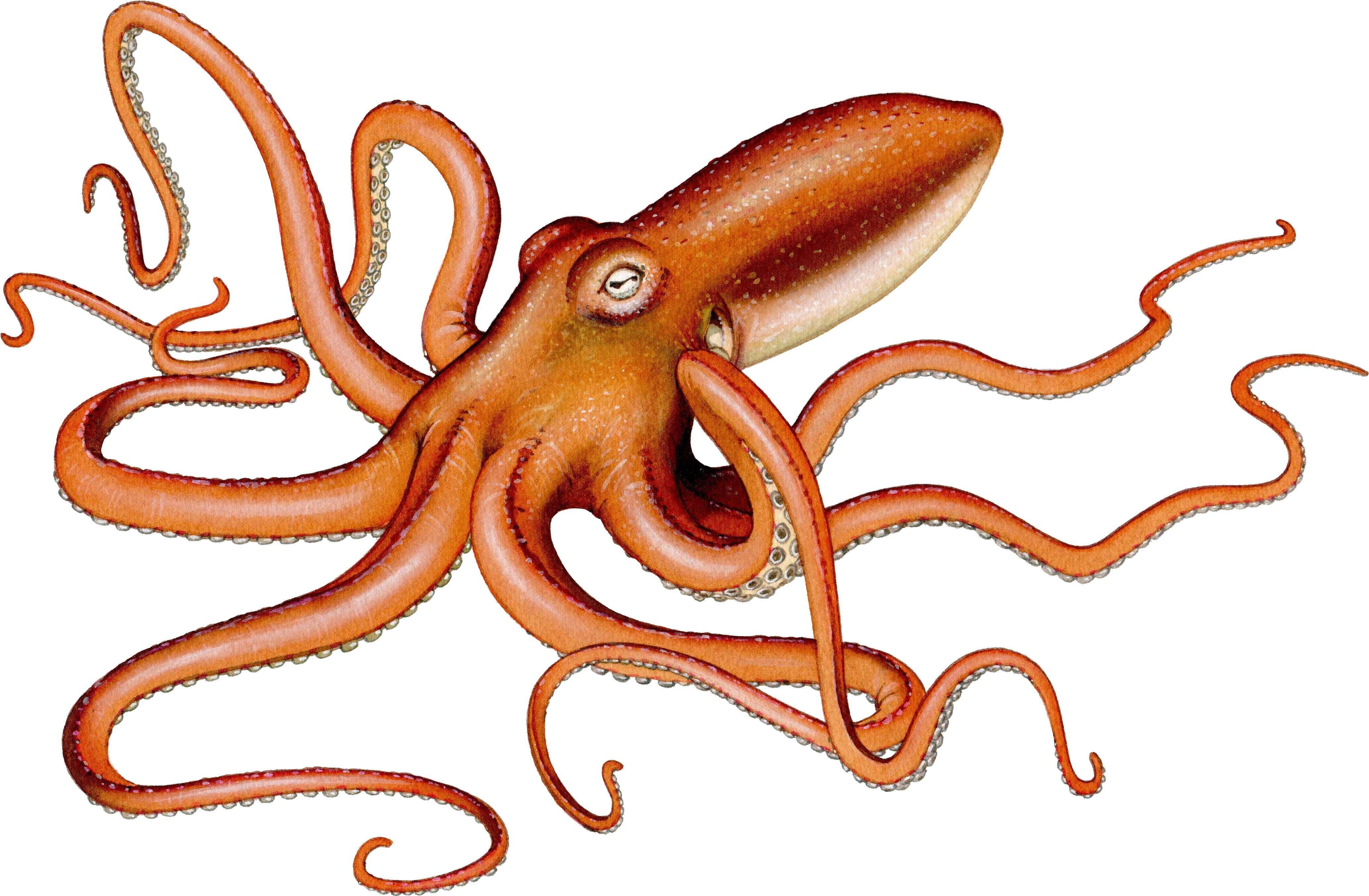 Giant Squid Illustration