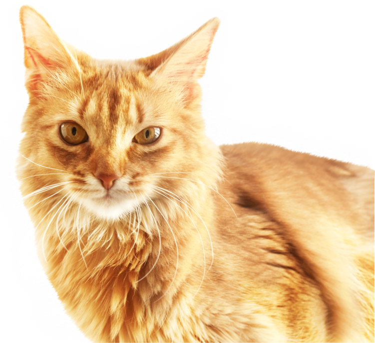 Ginger Cat Portrait