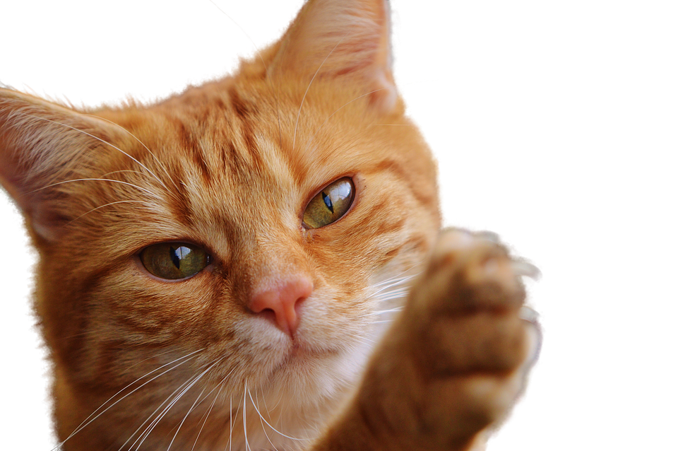 Ginger Cat Raising Paw