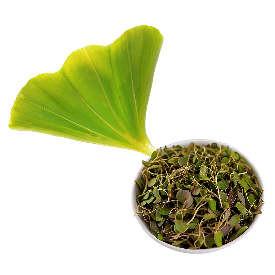 Ginkgo Biloba Tea Leaf Png Khi