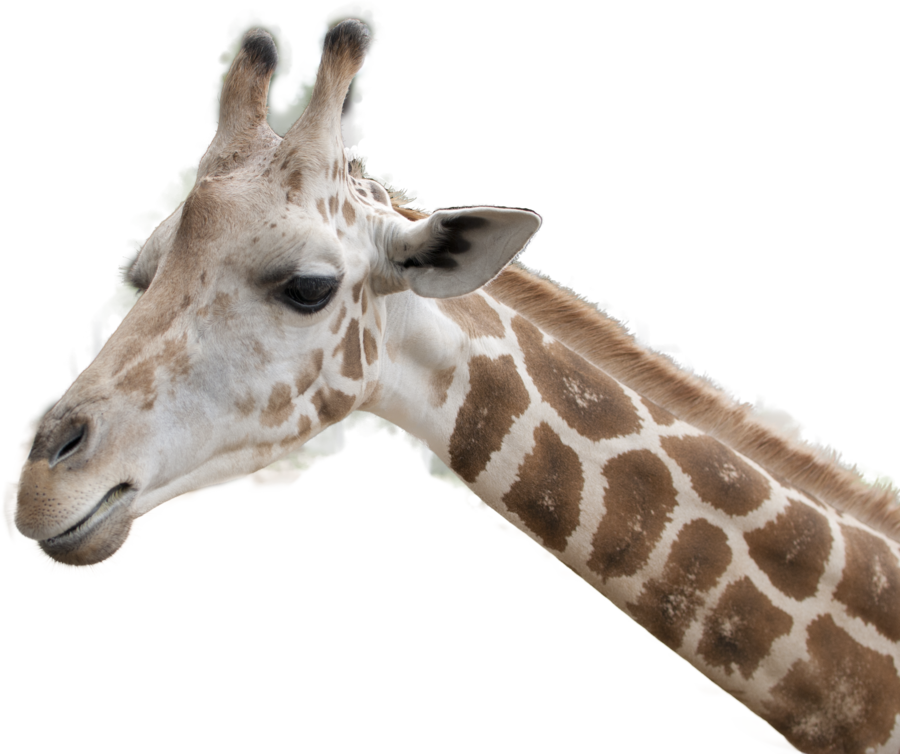 Giraffe Headand Neck Profile