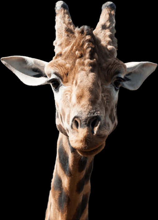 Giraffe Portrait Against Black Background