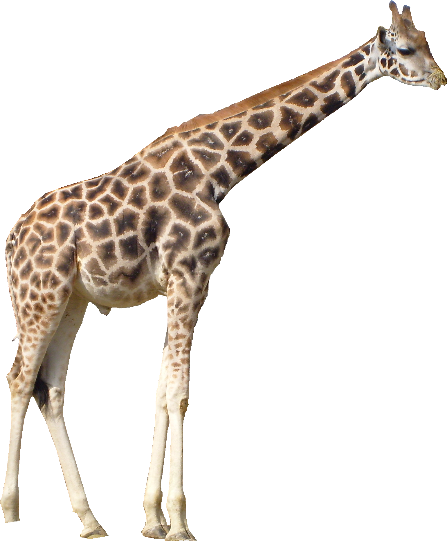 Giraffe Standing Side View.png