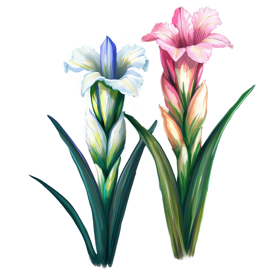 Gladiolus Flower Line Drawing Png 05252024