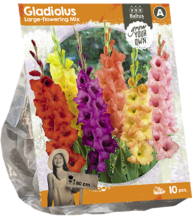 Gladiolus Large Flowering Mix Seeds Package