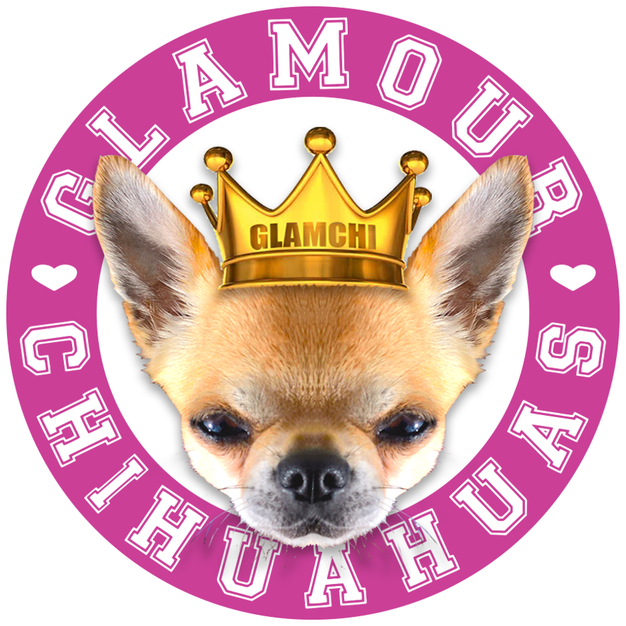 Glamorous Chihuahuawith Crown