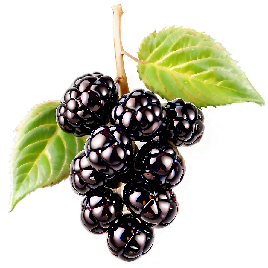 Glistening Blackberry Png 05232024