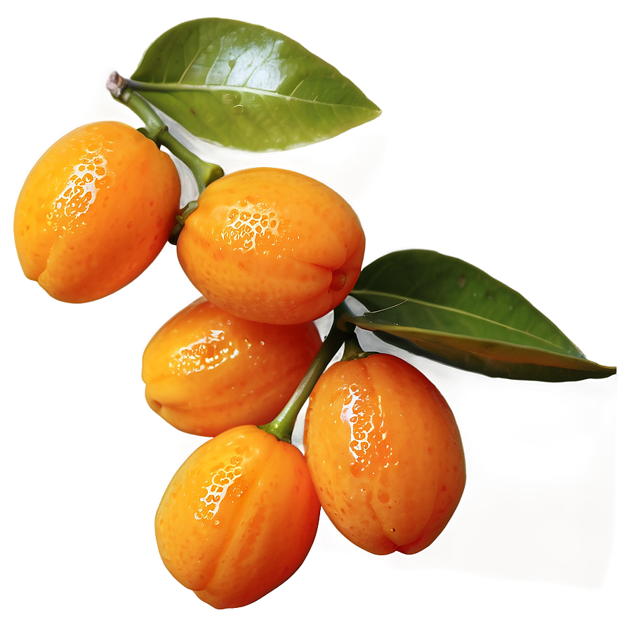 Glistening Kumquat Png Igq31