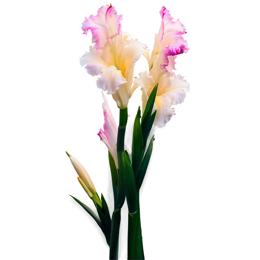 Glorious Gladiolus Png Mji41