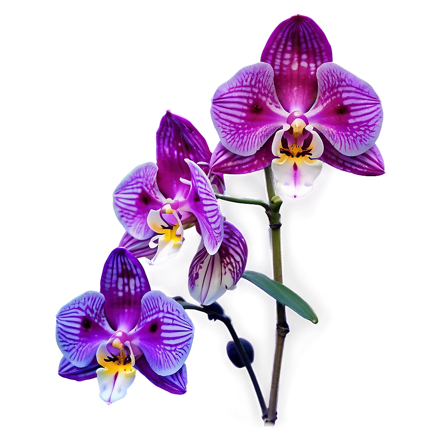 Glowing Orchid Png Bdv