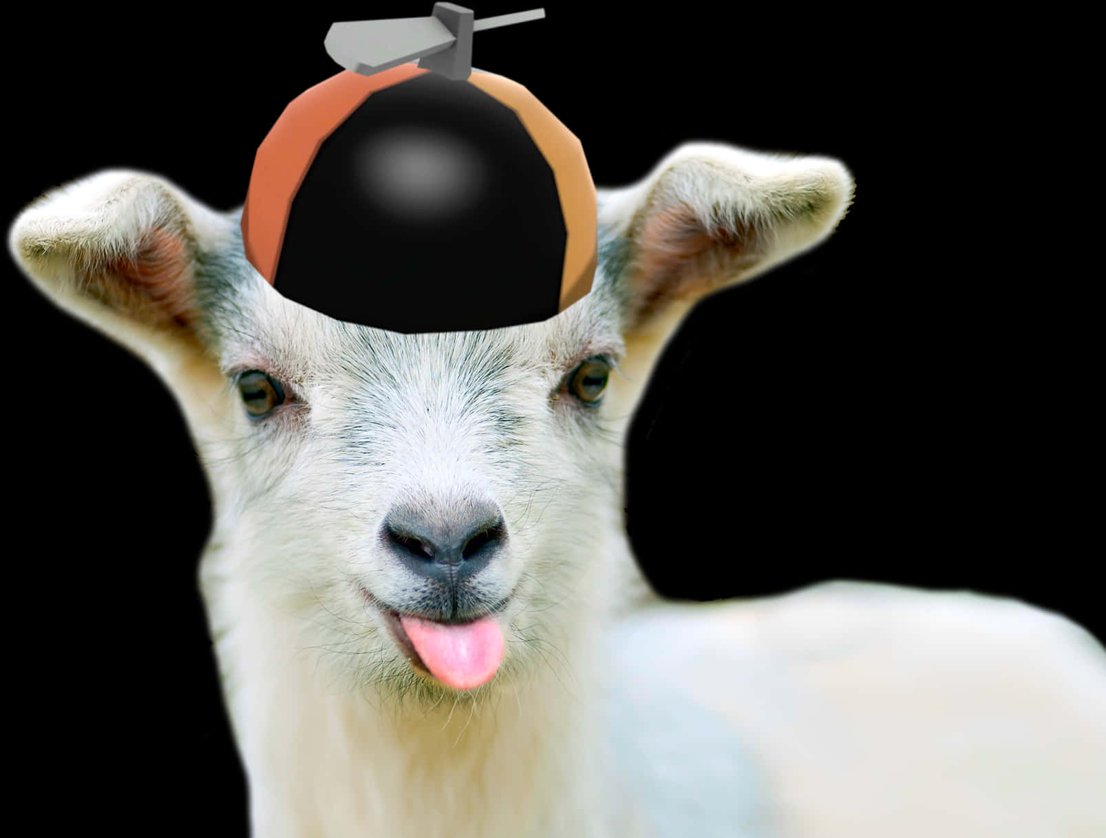Goat Wearing Bomb Hat