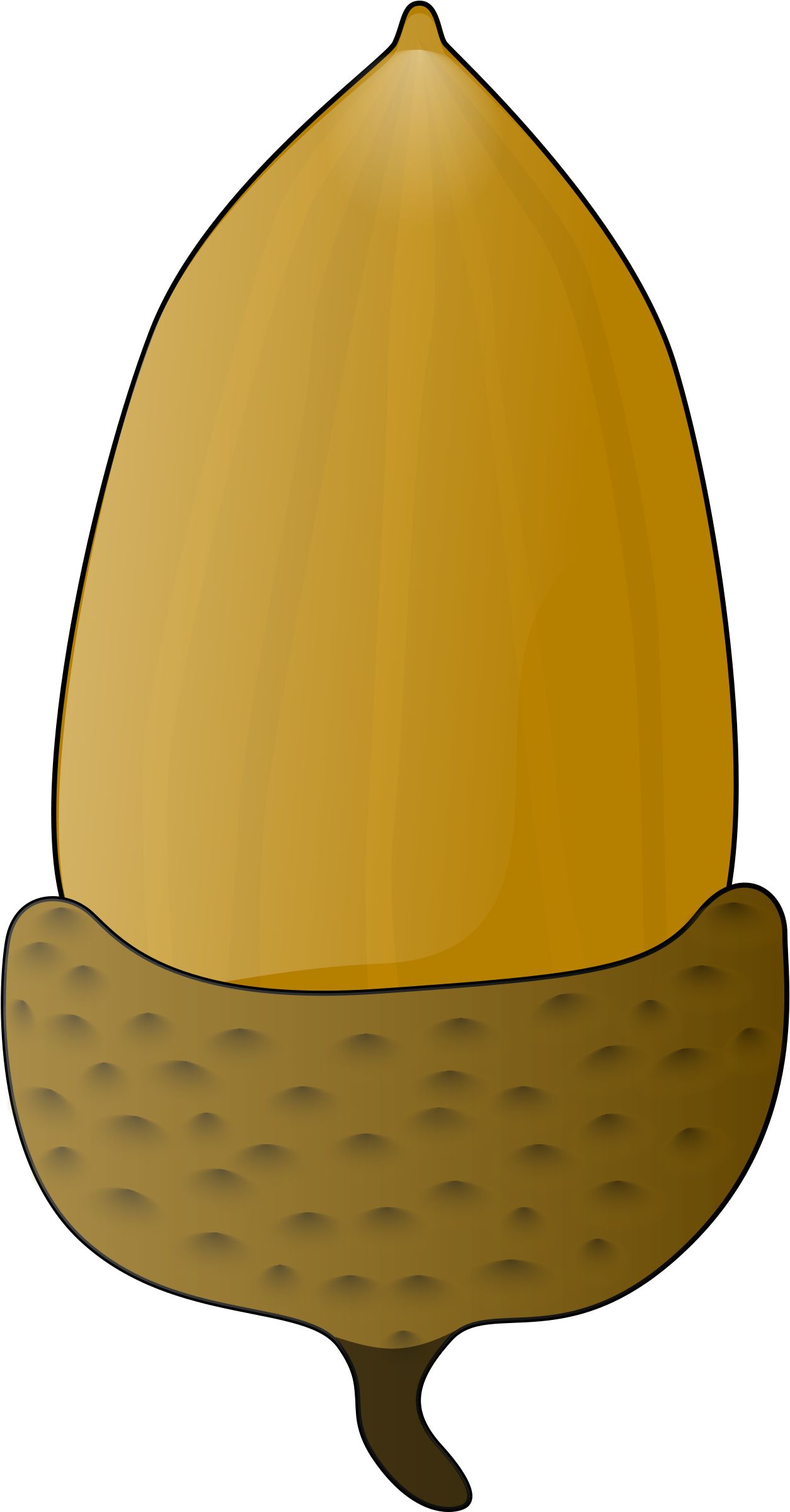 Golden Acorn Illustration