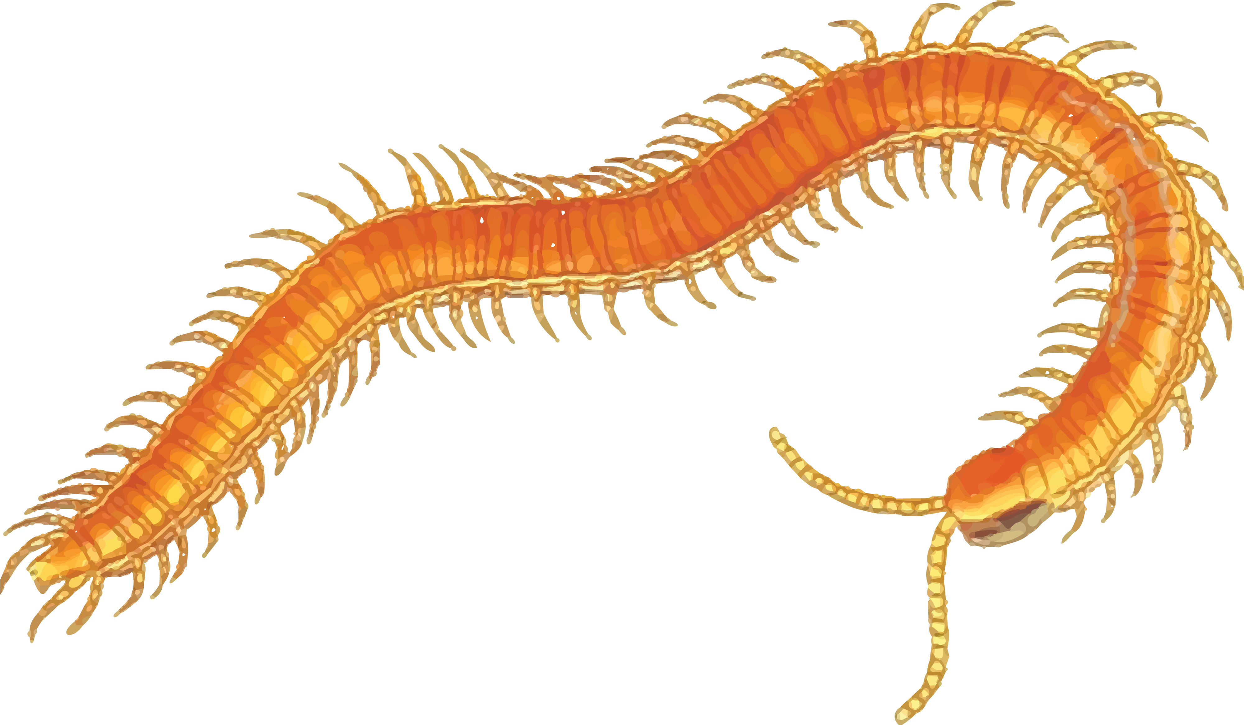 Golden Centipede Illustration