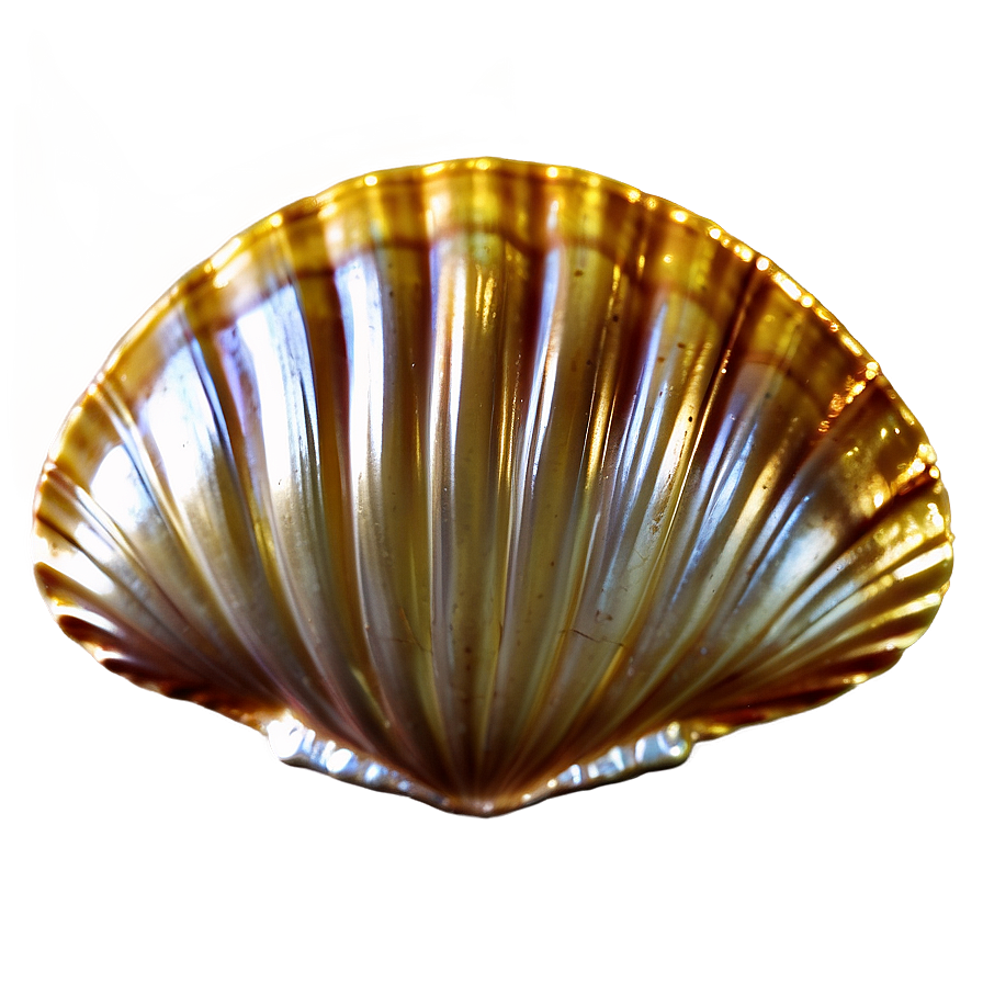 Golden Clam Shell Png Ada76