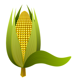 Golden Corn Cob Illustration