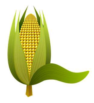 Golden Corn Illustration