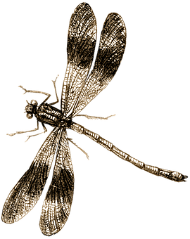 Golden Dragonfly Illustration