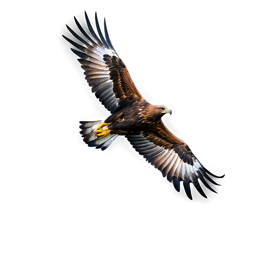 Golden Eagle Aerial View Png Gsg