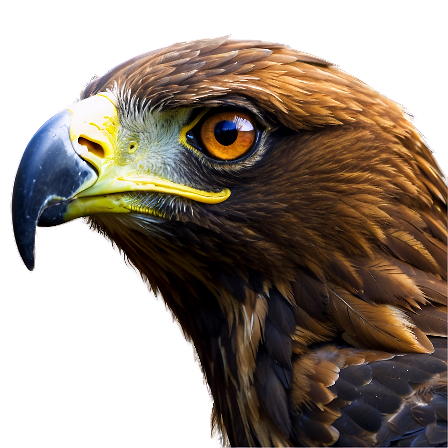 Golden Eagle Close-up Png 06202024