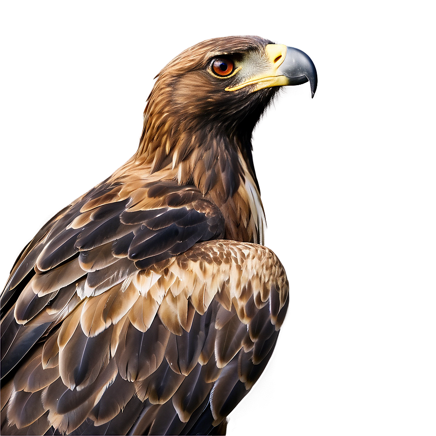 Golden Eagle Close-up Png Rvp